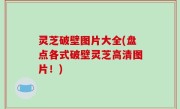 灵芝破壁图片大全(盘点各式破壁灵芝高清图片！)
