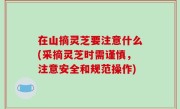在山摘灵芝要注意什么(采摘灵芝时需谨慎，注意安全和规范操作)