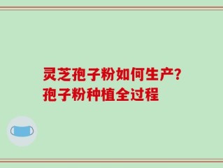灵芝孢子粉如何生产？孢子粉种植全过程