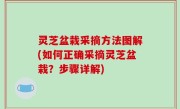 灵芝盆栽采摘方法图解(如何正确采摘灵芝盆栽？步骤详解)