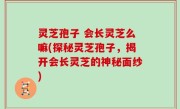灵芝孢子 会长灵芝么嘛(探秘灵芝孢子，揭开会长灵芝的神秘面纱)