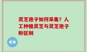 灵芝孢子如何采集？人工种植灵芝与灵芝孢子粉区别