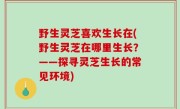 野生灵芝喜欢生长在(野生灵芝在哪里生长？——探寻灵芝生长的常见环境)