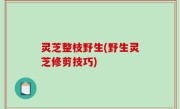 灵芝整枝野生(野生灵芝修剪技巧)
