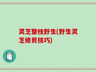 灵芝整枝野生(野生灵芝修剪技巧)