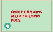 白栎树上的灵芝叫什么灵芝(树上灵芝名为白栎灵芝)