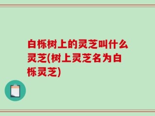 白栎树上的灵芝叫什么灵芝(树上灵芝名为白栎灵芝)