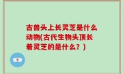 古兽头上长灵芝是什么动物(古代生物头顶长着灵芝的是什么？)