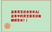 盆景灵芝还会生长么(盆景中的灵芝是否还能继续生长？)