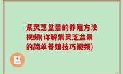 紫灵芝盆景的养殖方法视频(详解紫灵芝盆景的简单养殖技巧视频)
