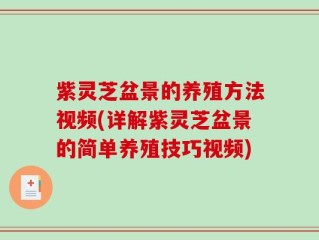紫灵芝盆景的养殖方法视频(详解紫灵芝盆景的简单养殖技巧视频)