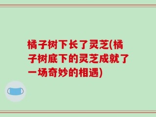 橘子树下长了灵芝(橘子树底下的灵芝成就了一场奇妙的相遇)