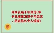 萍乡孔庙千年灵芝(萍乡孔庙里发现千年灵芝，历史悠久令人惊叹)