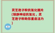 灵芝孢子粉抗氧化图片(镇静神经抗氧化，灵芝孢子粉助你重启活力)