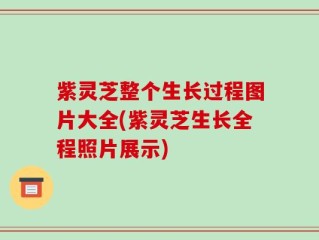 紫灵芝整个生长过程图片大全(紫灵芝生长全程照片展示)