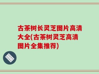 古茶树长灵芝图片高清大全(古茶树灵芝高清图片全集推荐)