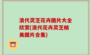 清代灵芝花卉图片大全欣赏(清代花卉灵芝精美图片合集)