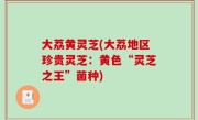 大荔黄灵芝(大荔地区珍贵灵芝：黄色“灵芝之王”菌种)