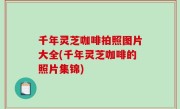 千年灵芝咖啡拍照图片大全(千年灵芝咖啡的照片集锦)