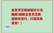盆景灵芝根部固定方法图解(图解盆景灵芝根部固定技巧，打造完美造景！)