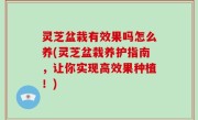 灵芝盆栽有效果吗怎么养(灵芝盆栽养护指南，让你实现高效果种植！)