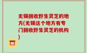 无锡回收野生灵芝的地方(无锡这个地方有专门回收野生灵芝的机构)