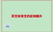 灵芝和薄芝的区别图片