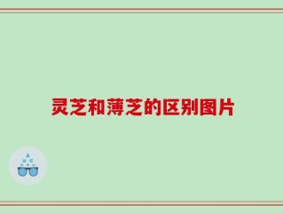 灵芝和薄芝的区别图片