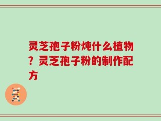 灵芝孢子粉炖什么植物？灵芝孢子粉的制作配方