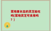 菜地里长出的灵芝能吃吗(菜地灵芝可食用吗？)