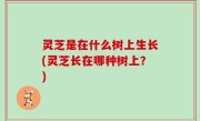 灵芝是在什么树上生长(灵芝长在哪种树上？)