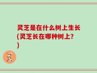 灵芝是在什么树上生长(灵芝长在哪种树上？)