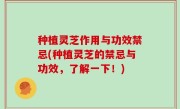 种植灵芝作用与功效禁忌(种植灵芝的禁忌与功效，了解一下！)