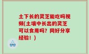 土下长的灵芝能吃吗视频(土壤中长出的灵芝可以食用吗？同好分享经验！)