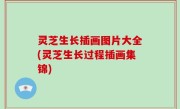 灵芝生长插画图片大全(灵芝生长过程插画集锦)