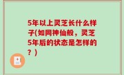 5年以上灵芝长什么样子(如同神仙般，灵芝5年后的状态是怎样的？)