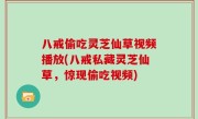 八戒偷吃灵芝仙草视频播放(八戒私藏灵芝仙草，惊现偷吃视频)