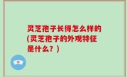 灵芝孢子长得怎么样的(灵芝孢子的外观特征是什么？)