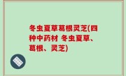 冬虫夏草葛根灵芝(四种中药材 冬虫夏草、葛根、灵芝)