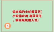 偷吃鸡的小蛇看灵芝(小蛇偷吃鸡 喜获灵芝，疯狂吸氧展人生)