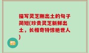 描写灵芝刚出土的句子简短(珍贵灵芝新鲜出土，长相奇特惊艳世人)
