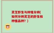 灵芝野生与种殖分辨(如何分辨灵芝的野生和种植品种？)