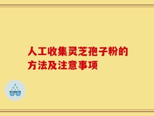 人工收集灵芝孢子粉的方法及注意事项