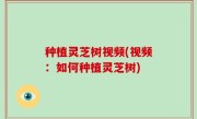 种植灵芝树视频(视频：如何种植灵芝树)