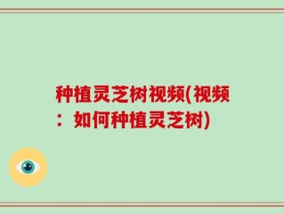 种植灵芝树视频(视频：如何种植灵芝树)