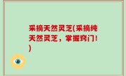 采摘天然灵芝(采摘纯天然灵芝，掌握窍门！)