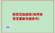 把灵芝抬回家(如何将灵芝重新引回家中)