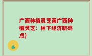 广西种植灵芝菌广西种植灵芝：林下经济新亮点)