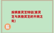 反柄紫灵芝特征(紫灵芝与其他灵芝的不同之处)