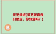 灵芝很近(灵芝距离我们很近，你知道吗？)